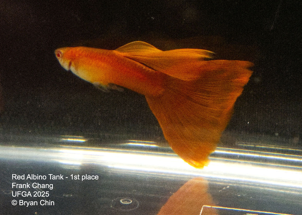 Guppy Red Albino